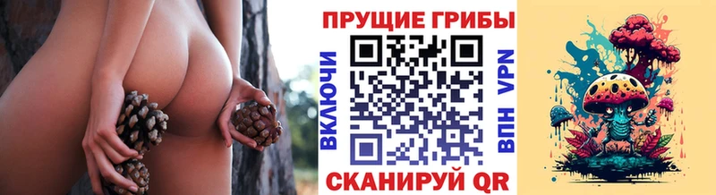 купить   Йошкар-Ола  Псилоцибиновые грибы GOLDEN TEACHER 